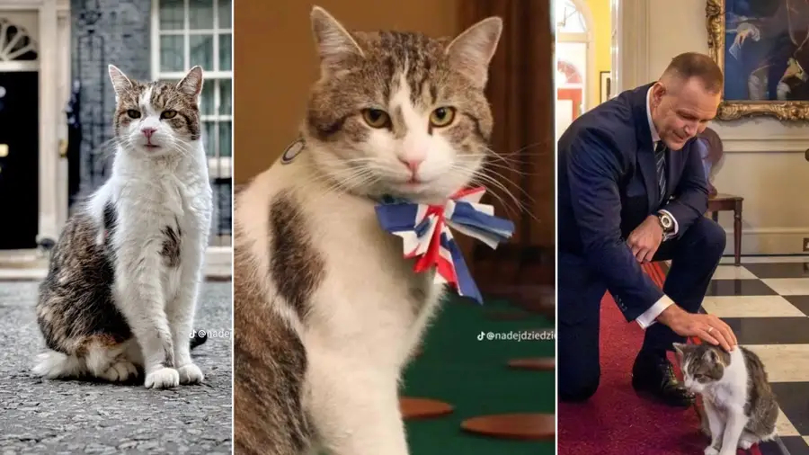Mèo Larry đã có 15 năm làm việc tại số 10 Downing, chú mèo năm nay đã 19 tuổi.