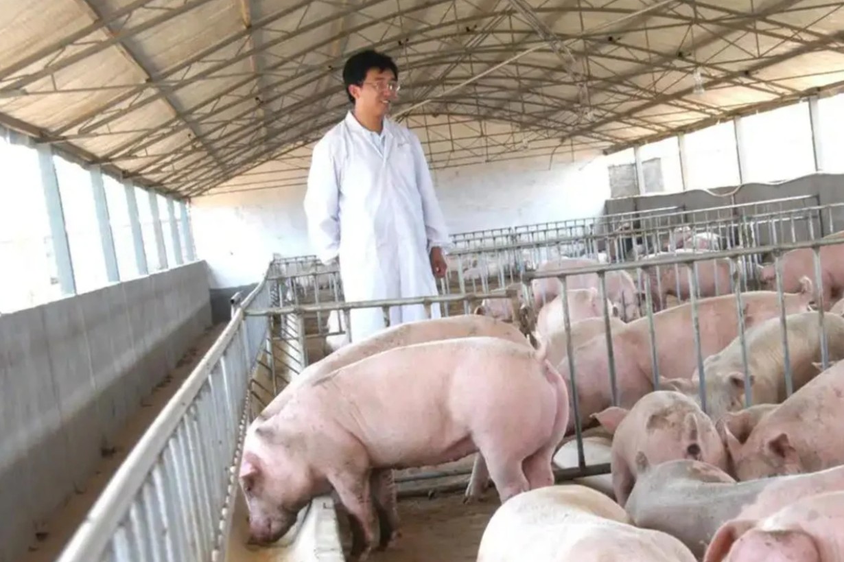 Trước khi bị phá sản, hai vợ chồng anh Wang Fei khởi nghiệp bằng nghề chăn nuôi - Ảnh: SCMP