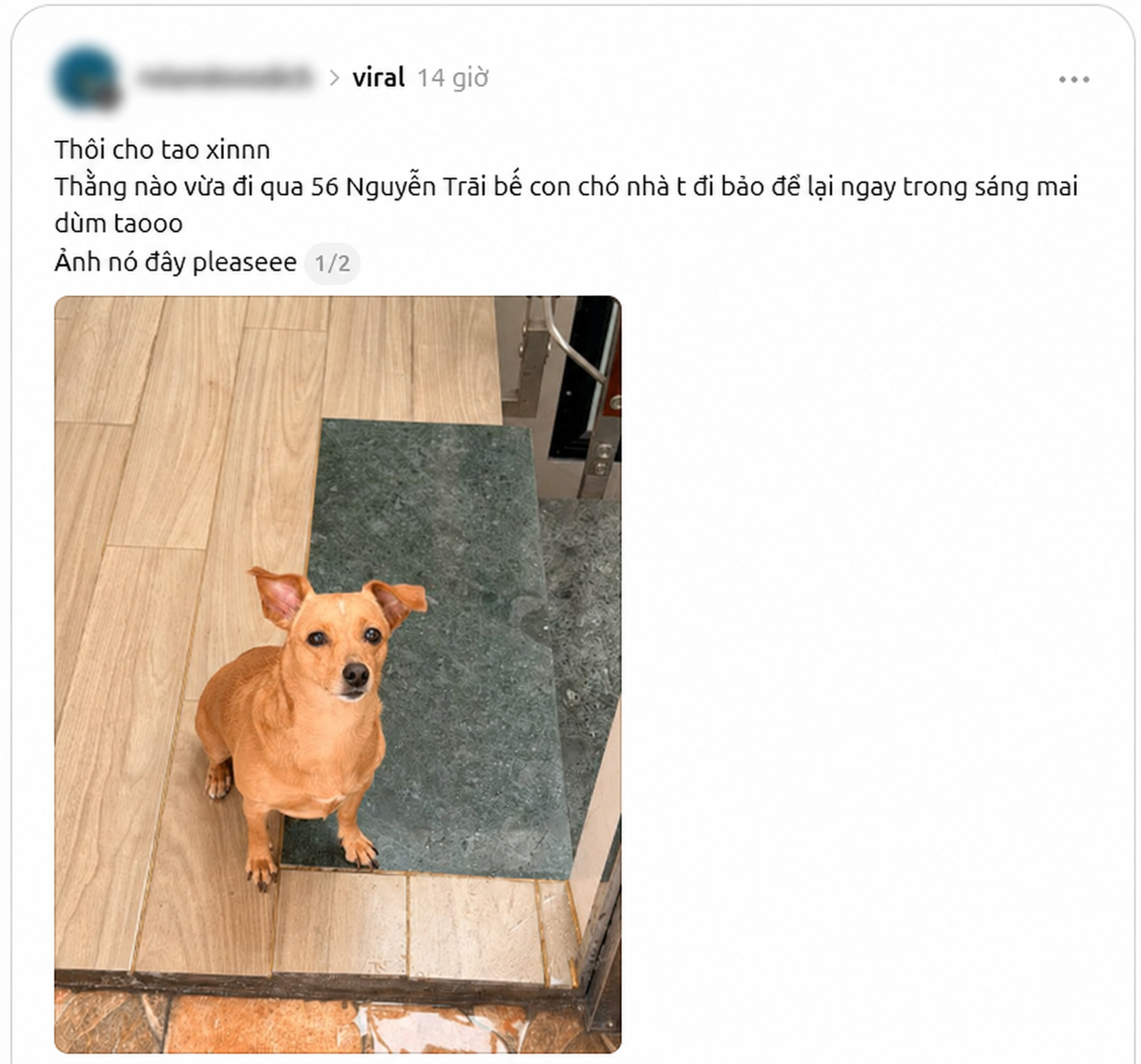 Bài đăng tìm thú cưng. Ảnh: Threads