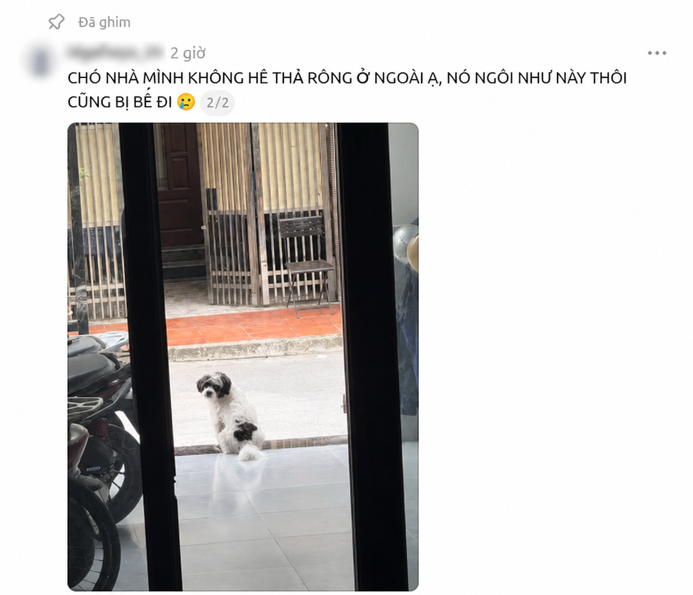 Bài đăng tìm thú cưng sau tối 26/8. Ảnh: Threads