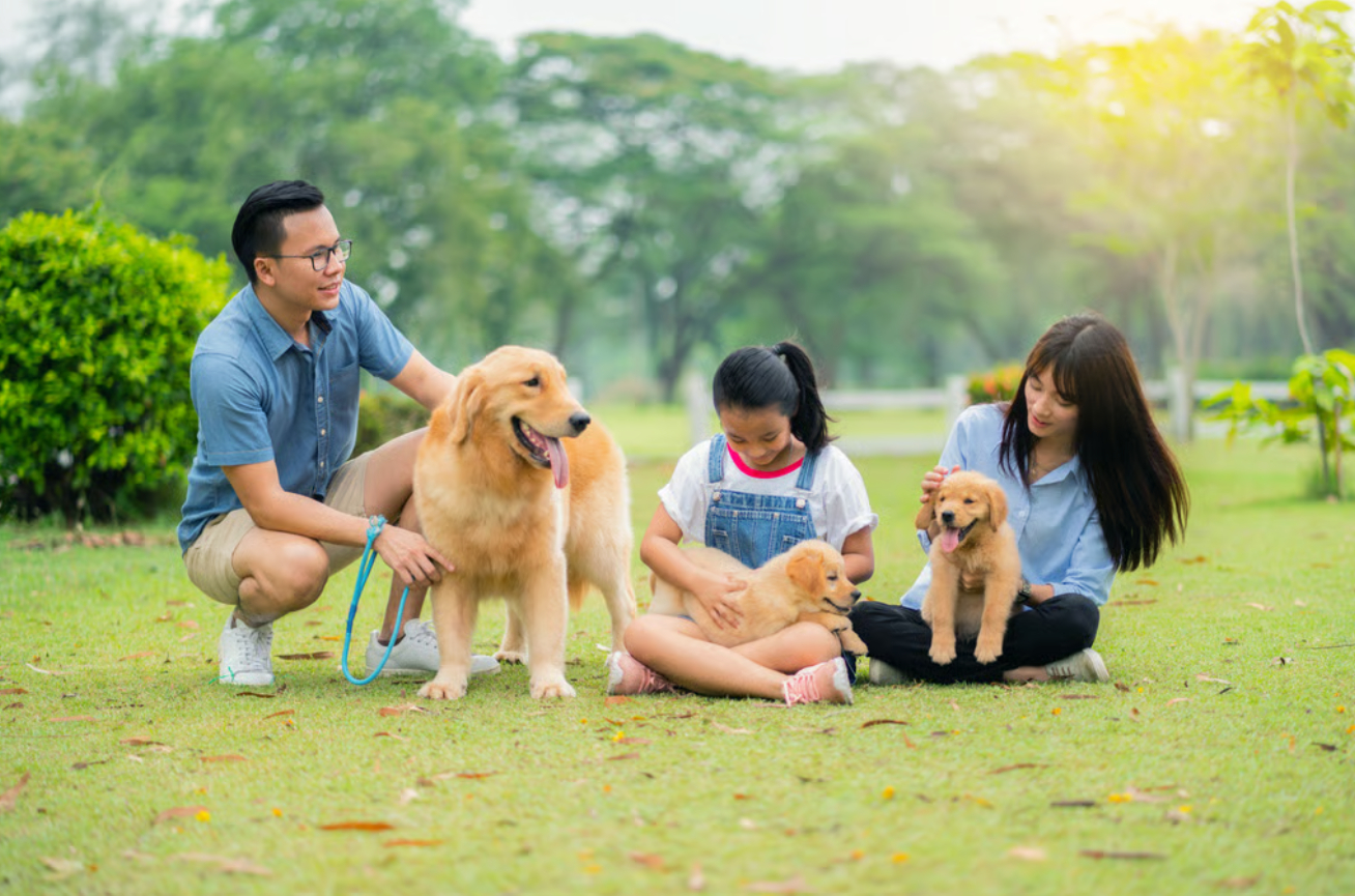 Ngành dịch vụ tang lễ thú cưng vẫn còn thiếu sự quản lý từ chính quyền - Ảnh: Shutterstock
