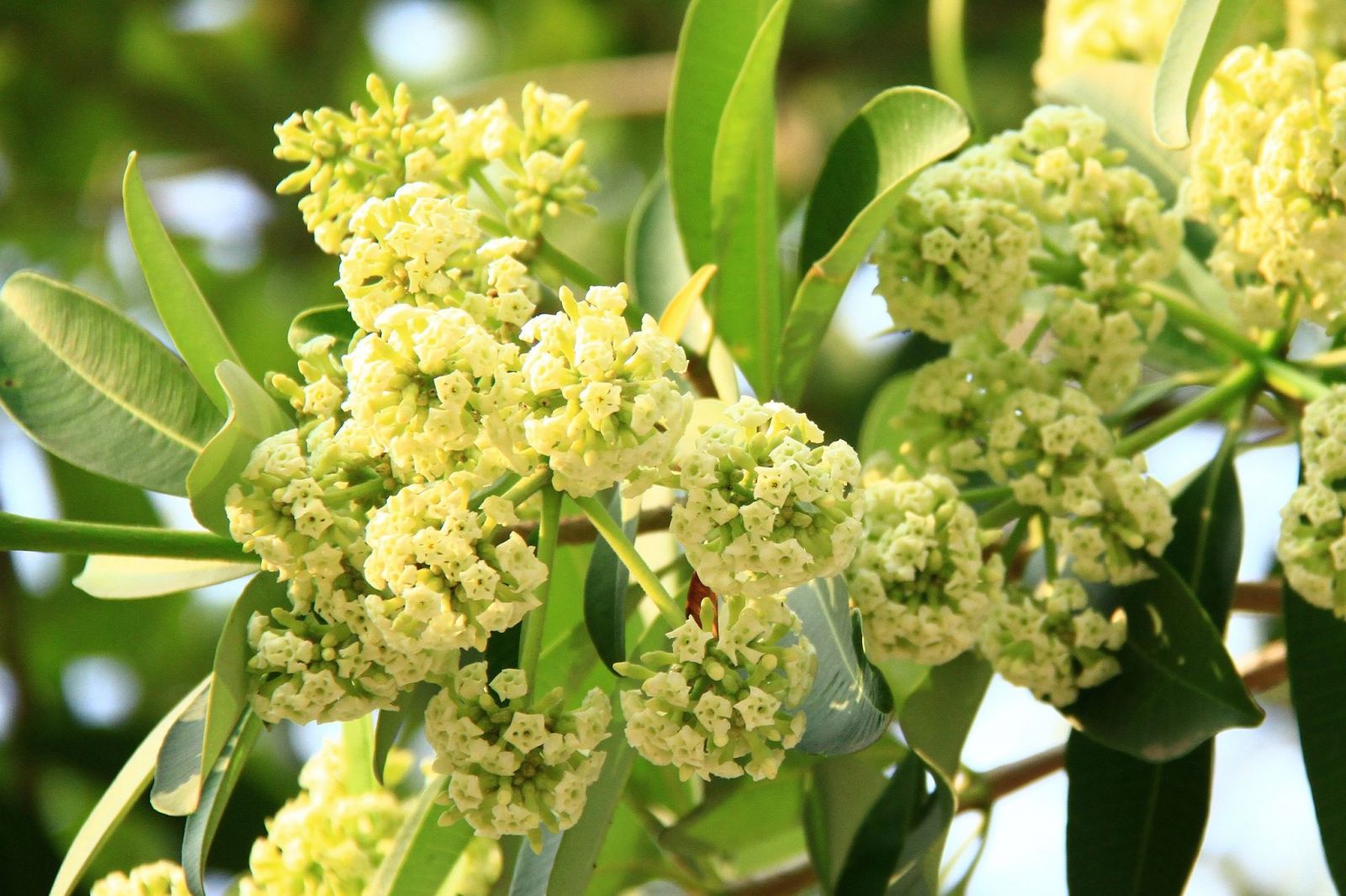Hoa sữa từ lâu trở thành hương vị 