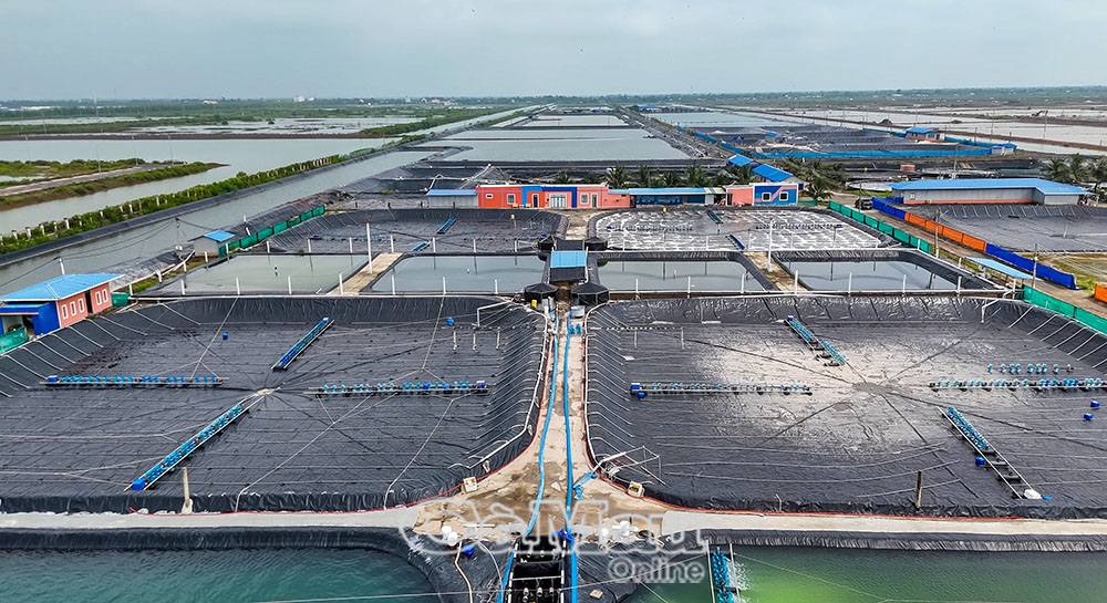 Mô hình nuôi tôm công nghệ cao phát triển theo hướng bền vững, thích ứng với biến đổi khí hậu. Ảnh: NGUYỄN PHÚ