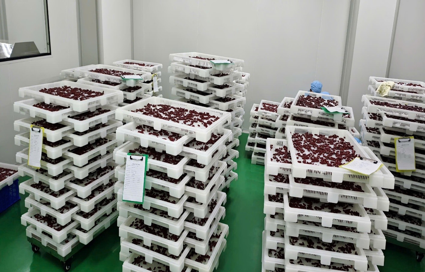 Sản phẩm viên nang mềm chứa collagen và dầu hạt Sachi của 1 lô sản xuất