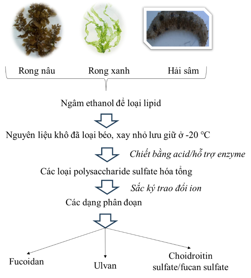 Quy trình chiết tách polysaccharide sulfate từ rong nâu, rong lục và hải sâm.