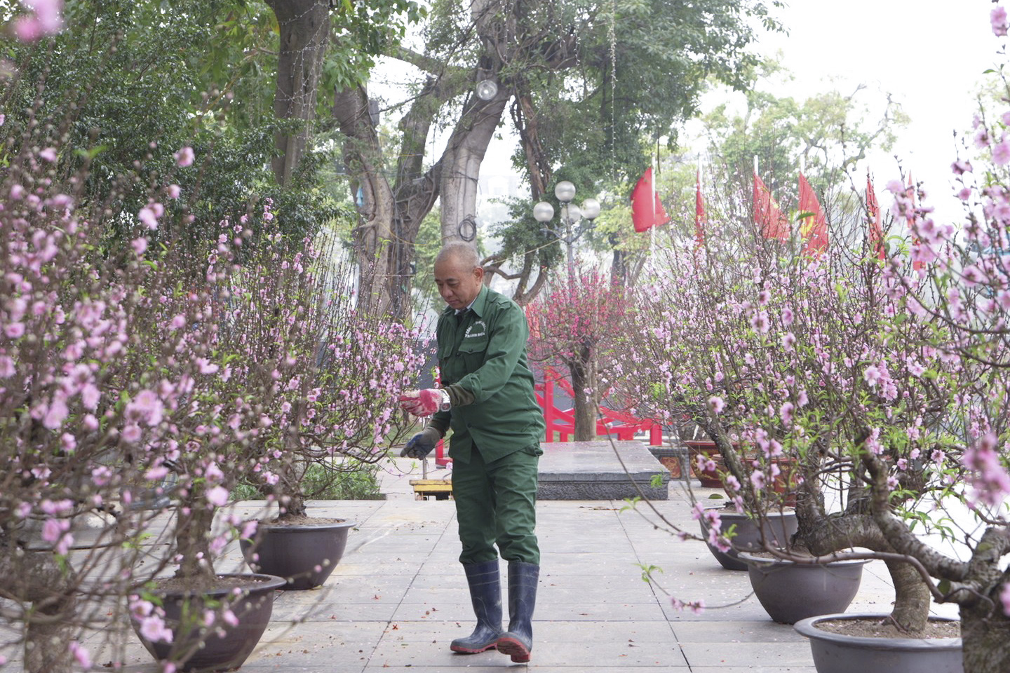 Những chậu đào được chăm sóc tỉ mỉ trước ngày khai mạc hội hoa xuân.