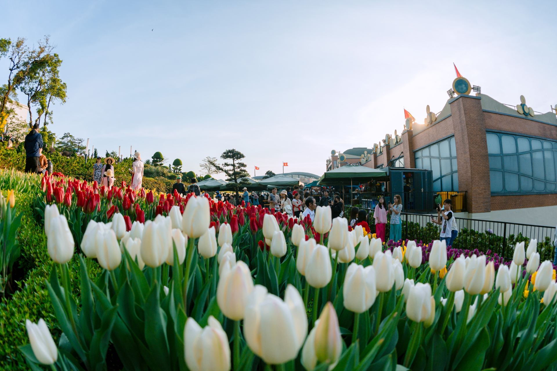 Hàng ngàn bông tulip khoe sắc trong dịp Tết Bính Ngọ 2026 trên núi Bà