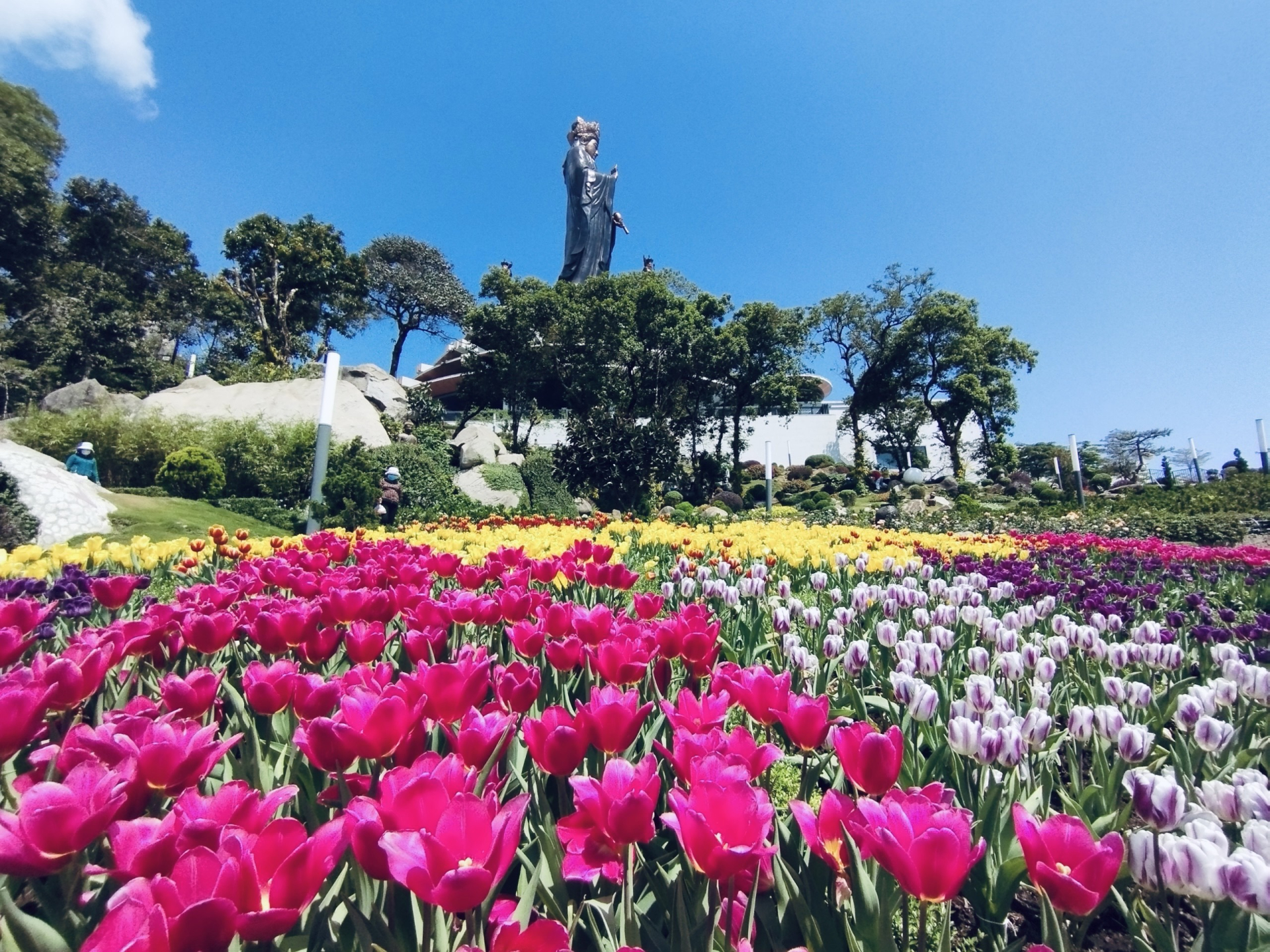 Hơn 120.000 bông hoa tulip khoe sắc rạng rỡ trên đỉnh núi Bà. Ảnh: Sun World Ba Den Mountain