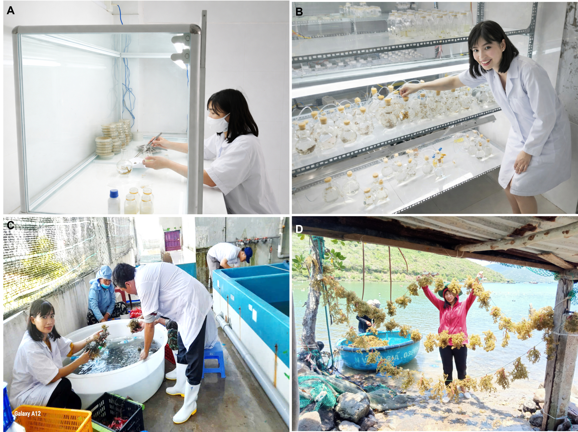 Vũ Thị Mơ trong phòng thí nghiệm, Viện Hải dương học (A, B), tại trại nuôi trồng (C) và ngoài thực địa tại Vịnh Vân Phong, Tỉnh Khánh Hòa (D).
