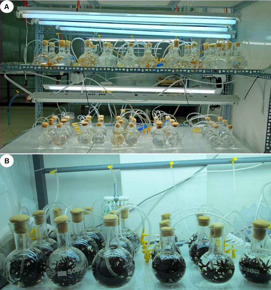   A. Các bình cầu chứa cây con rong Bắp sú ở tuần nuôi thứ 4.  B. Các bình cầu chứa cây con rong Bắp sú ở tuần nuôi thứ 8  