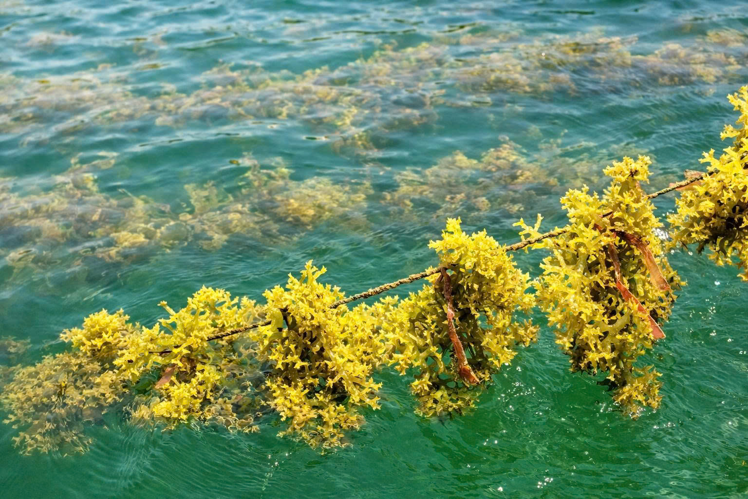 Hình thái cây rong Bắp sú của thế hệ thứ 5 được nuôi ở Vịnh Vân Phong sau 8 tuần nuôi trồng.