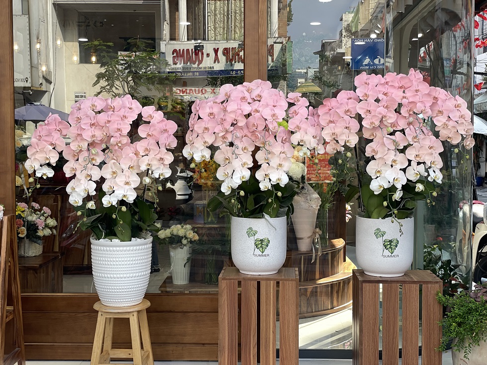 Chậu Lan hồ điệp ombre hồng nhẹ nhàng, sang trọng, tinh tế.