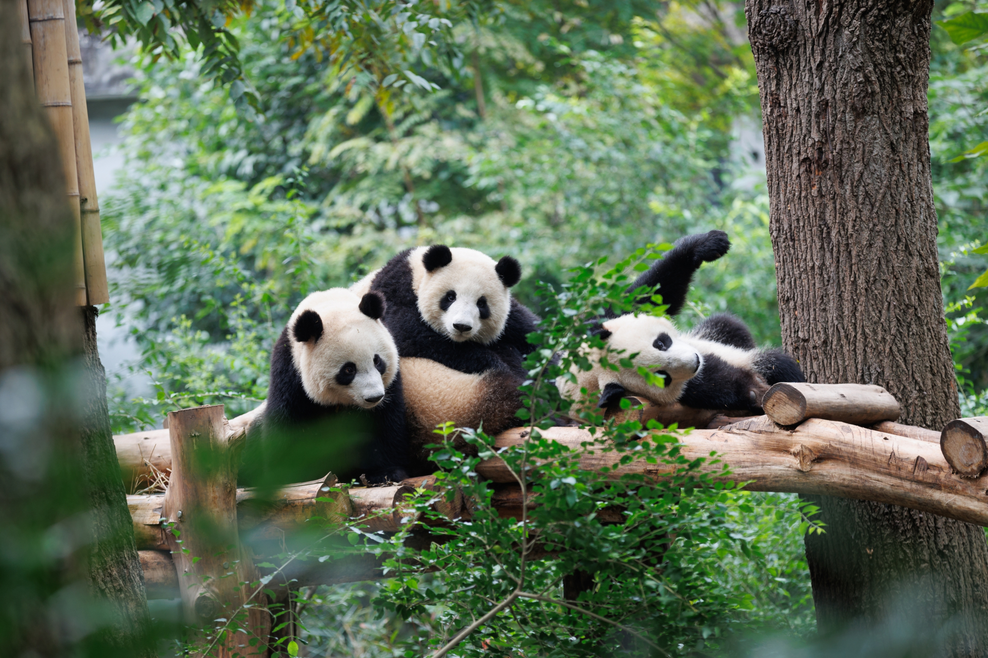 Gấu trúc nổi tiếng Thành Đô. Ảnh: Shutterstock.
