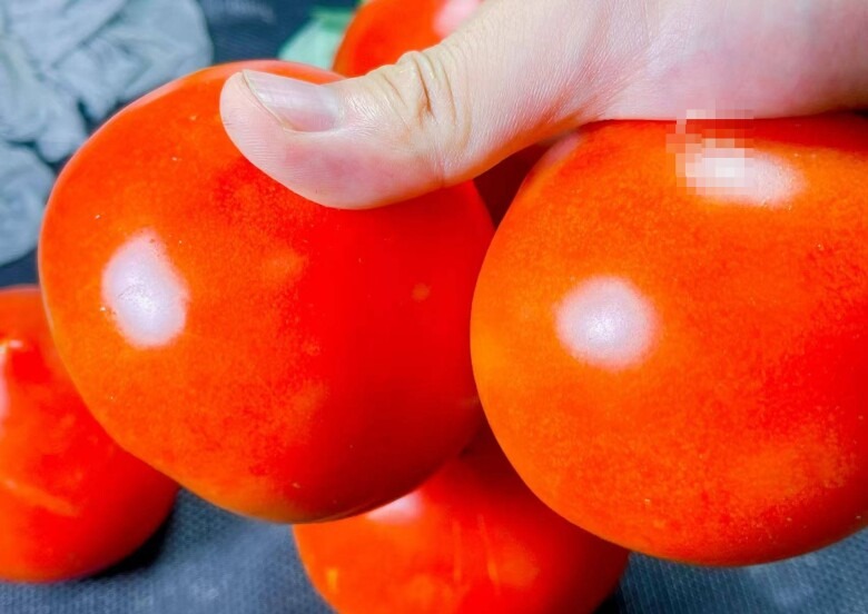 Cà chua đầu tròn