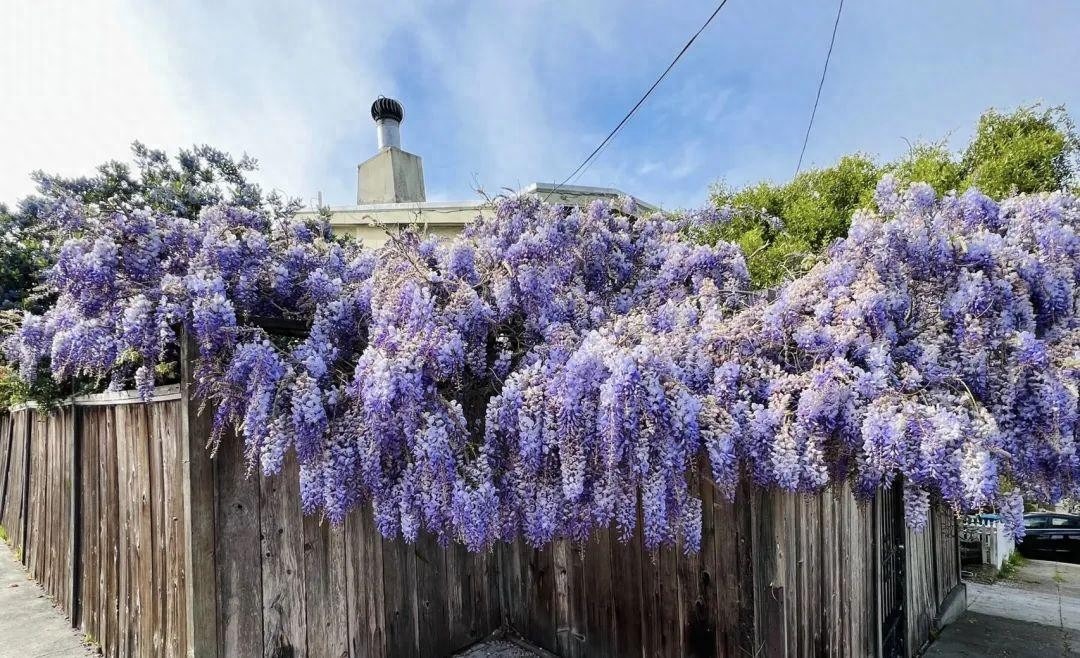 3 cây càng trồng lâu gia đình càng hưng thịnh, con cháu đời sau dễ thành tài 