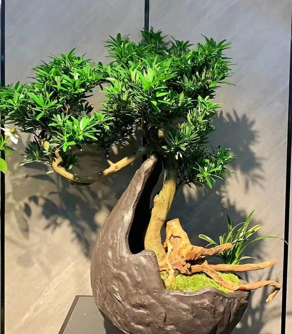 3 cây càng trồng lâu gia đình càng hưng thịnh, con cháu đời sau dễ thành tài 