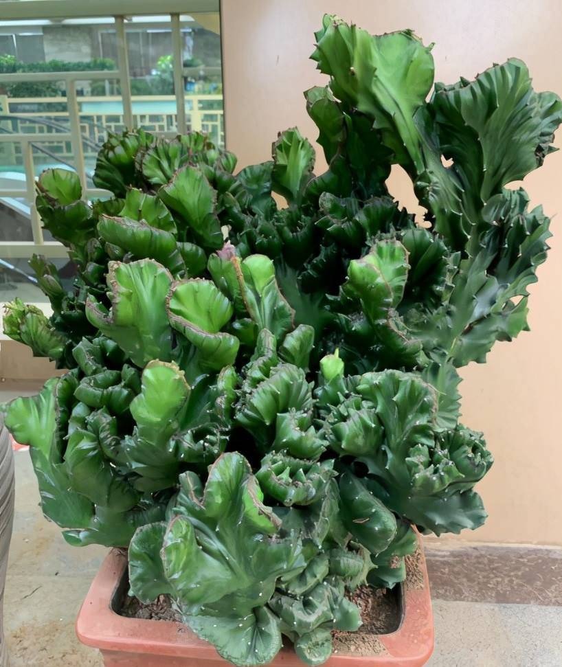 Ông bà dặn không sai: 3 cây đuổi tà ma trừ âm khí, nhà nào cũng nên trồng