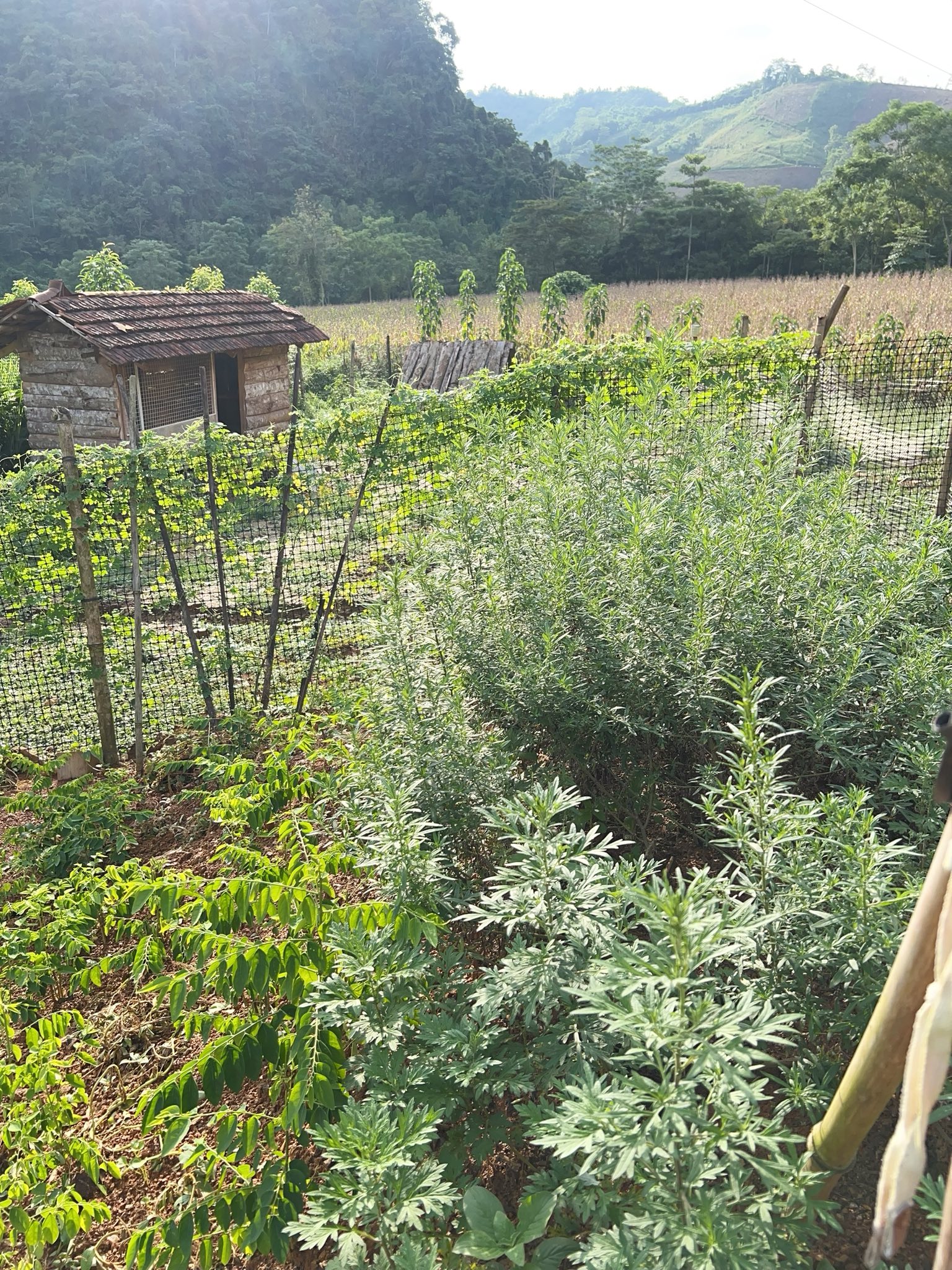 Vợ chồng cô trồng rau, nuôi gia cầm tăng gia sản xuất