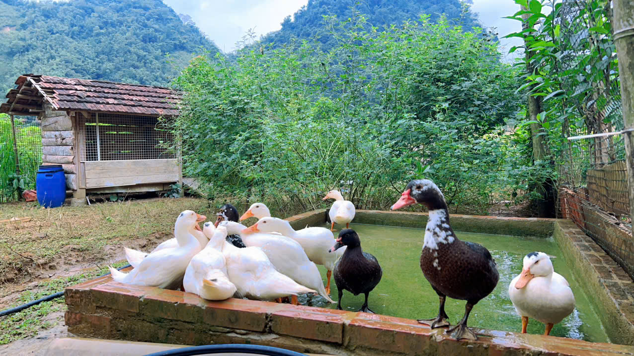 Cặp vợ chồng chi 3 tỷ xây nhà như cổ tích trên vùng núi Tuyên Quang: View triệu đô, 0 đồng rau củ