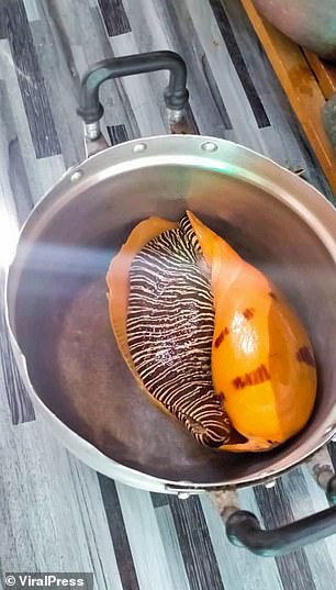 Con ốc 40 ngàn đồng ẩn chứa kho báu tiền tỷ