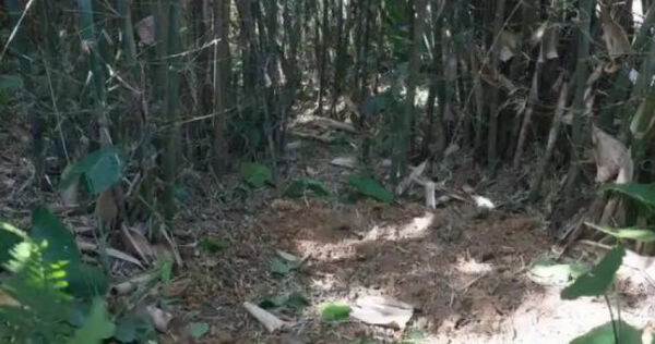 Đang đào giun thấy xẻng chạm phải vật cứng, lão nông dân run rẩy phát hiện kho báu nặng 30kg ngàn năm tuổi còn nguyên vẹn