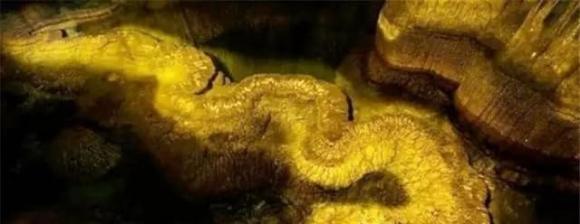 Khi được phát hiện, rất nhiều người khẳng định đây là