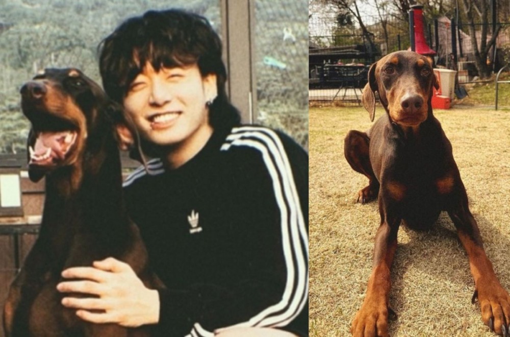 Jungkook nói rằng bản thân bận rộn không có thời gian chăm sóc Bam nên chú chó này ở trung tâm huấn luyện sẽ tốt hơn