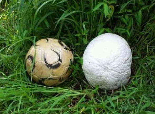 Nấm có bề ngoài như quả bóng