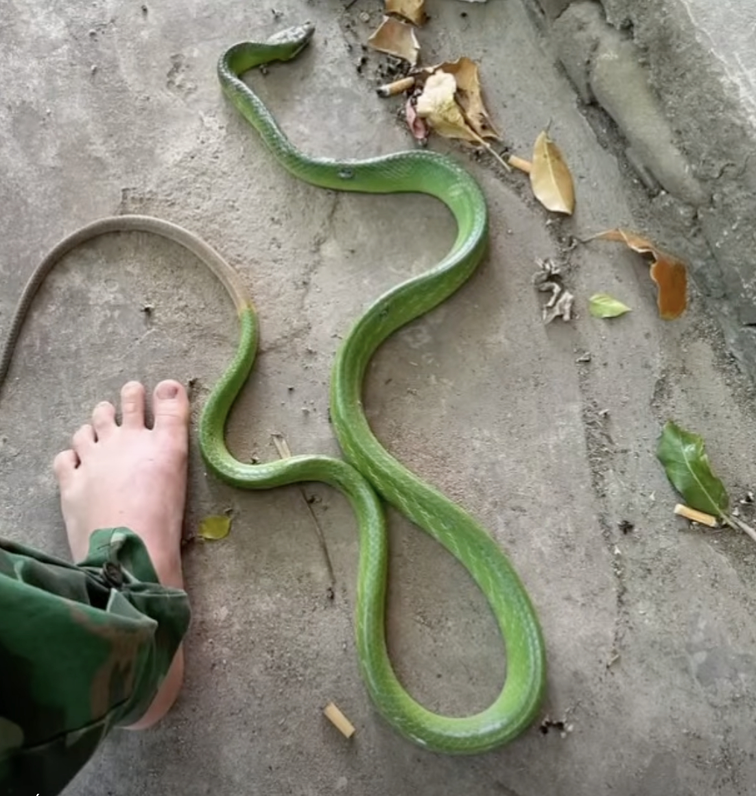 Nhiều người cho rằng đây là loài rắn lục đuôi đỏ