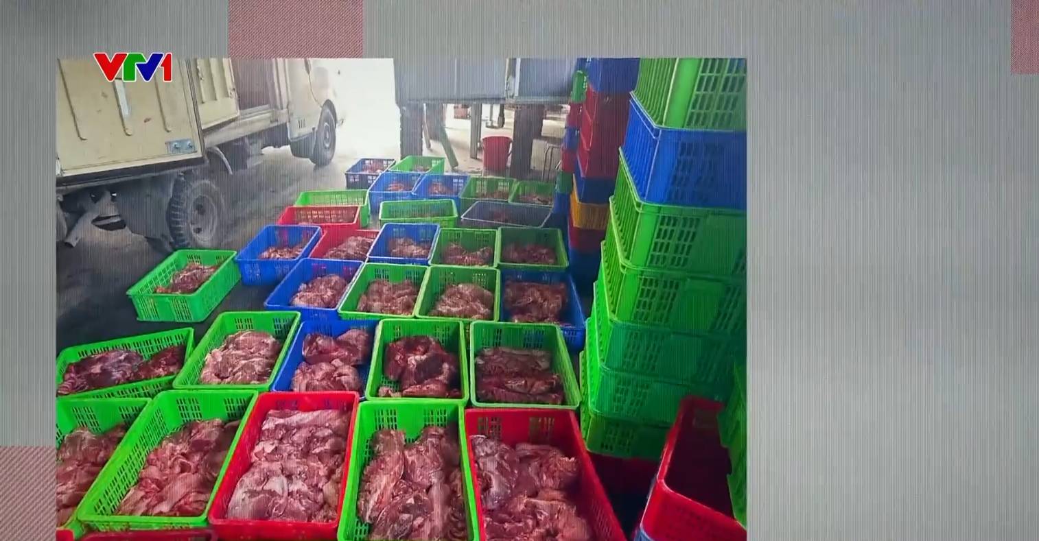 Kết quả điều tra ban đầu xác định đối tượng chuyên thu mua lợn ốm, lợn bệnh chỉ bán duy nhất cho công ty này  (Ảnh: VTV1)