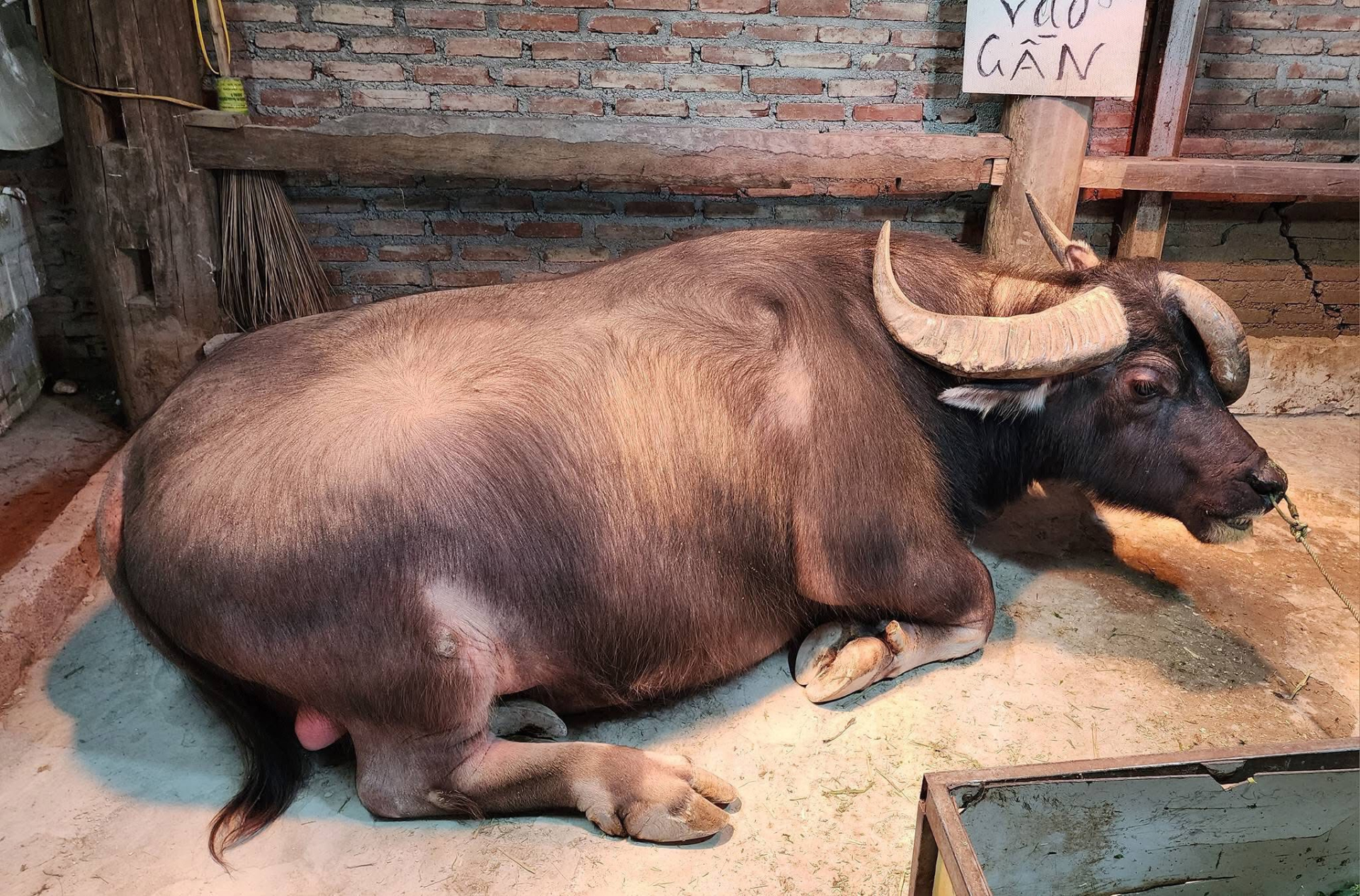 Hình ảnh con trâu nặng gần 1 tấn có 3 chiếc sừng độc lạ ở Tuyên Quang khiến nhiều người trầm trồ