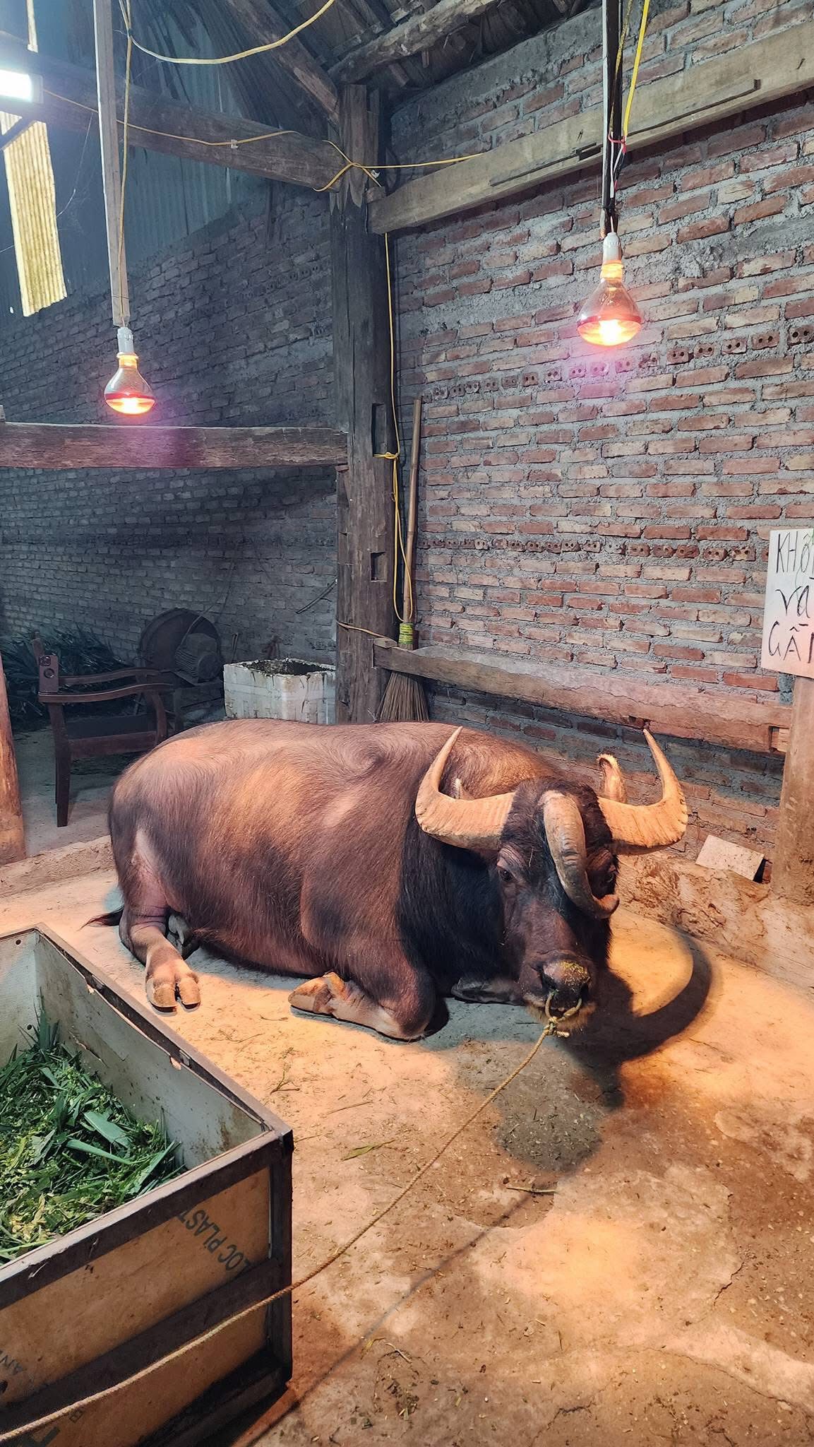 Con trâu có 3 chiếc sừng độc lạ từng được trả giá 1,3 tỷ đồng nhưng gia chủ nhất quyết không bán