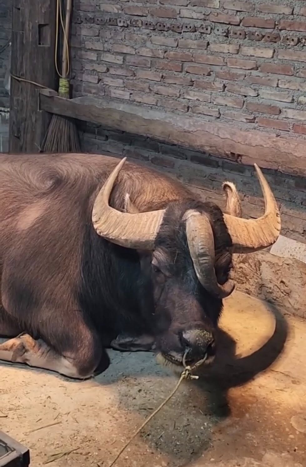 Chú trâu ở Tuyên Quang có 3 sừng kỳ lạ, trả giá 1,3 tỷ chủ nhất quyết không bán: Dòng chữ trên tấm biển khiến không ai dám lại gần