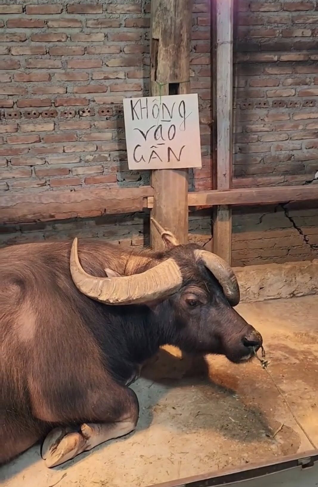 Gia chủ treo biển cảnh báo khách tham quan không đến gần con trâu để đảm bảo an toàn