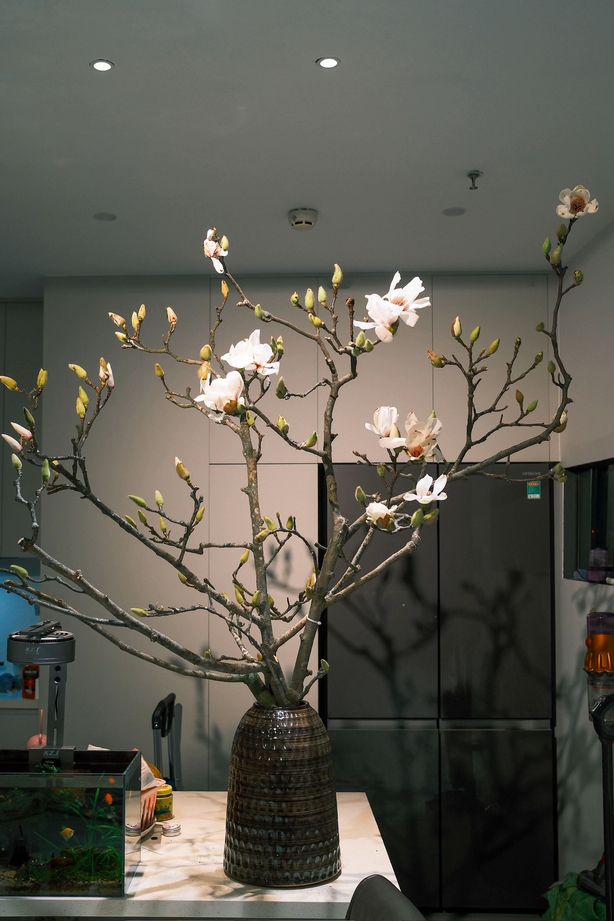 Ở phía ngược lại, nhiều người khoe thành quả đẹp mê ly với hoa mộc lan (Ảnh: Dream)