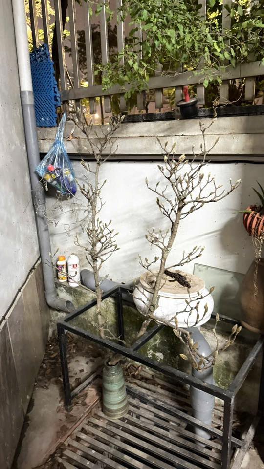 Cành hoa 2 tháng rưỡi vẫn y nguyên như hồi mới mua (Ảnh: Khắc Duy)