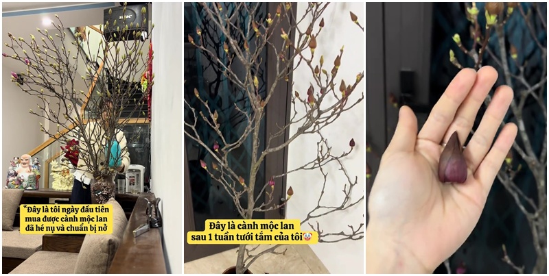 Chăm như chăm con mọn nhưng mà thành quả lạ lắm (Nguồn: @chenghappi)