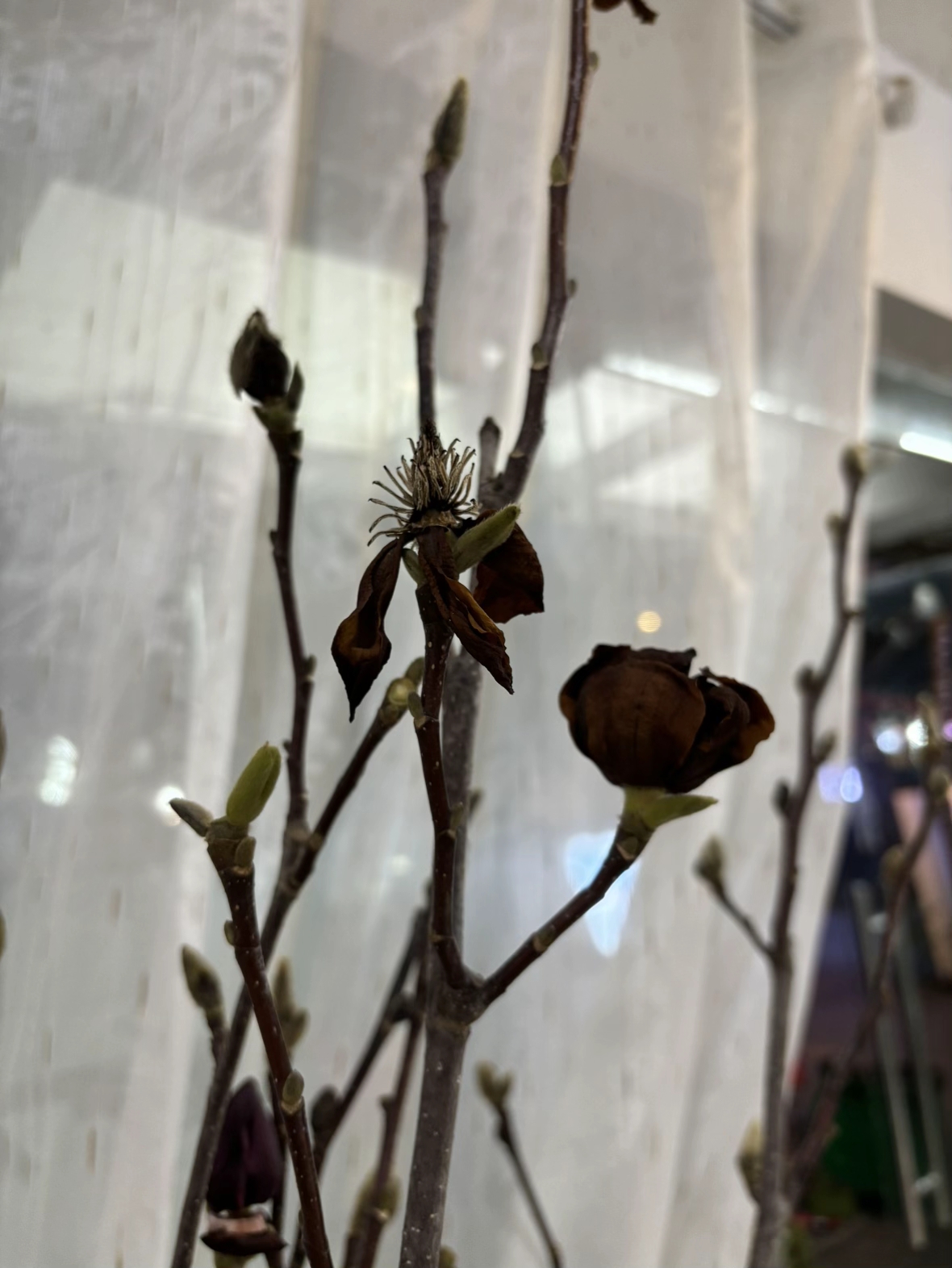 Một bình mộc lan khác cũng nhất định không cho người ta chiêm ngưỡng vẻ đẹp của mình (Ảnh: Phương Thảo)