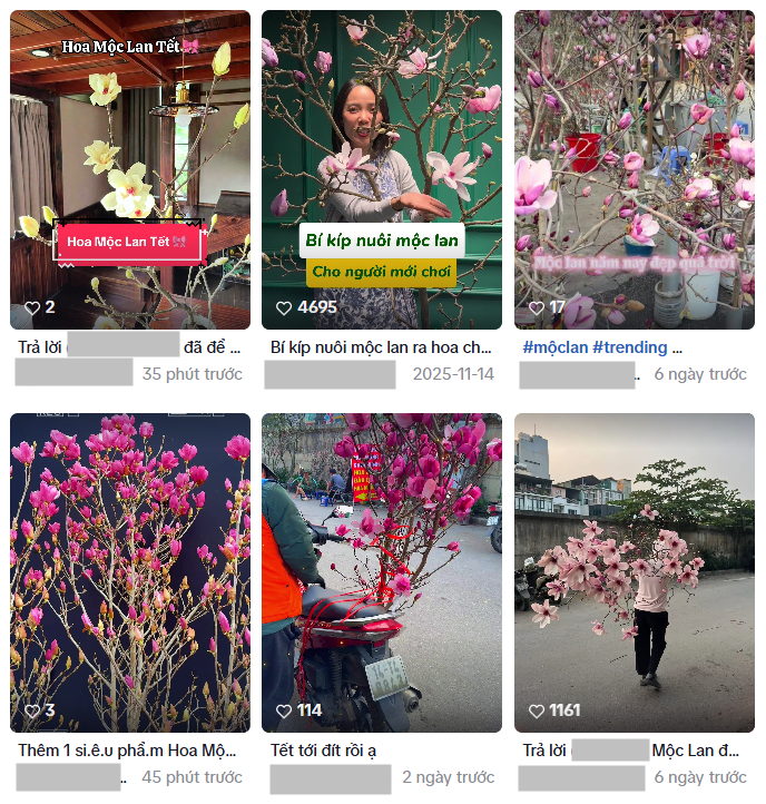 Hoa mộc lan đang là loại hoa được nhiều người ưa chuộng dịp Tết Nguyên đán 2026 (Ảnh chụp màn hình)