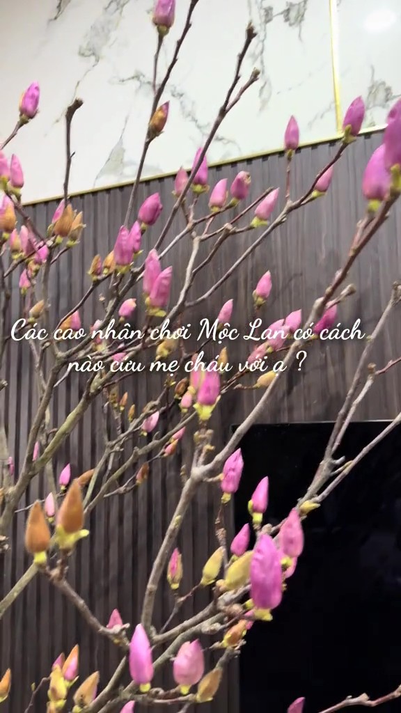 Người này thì kêu trời vì hoa mua gần 1 tháng nhưng nhất định không nở bông: 