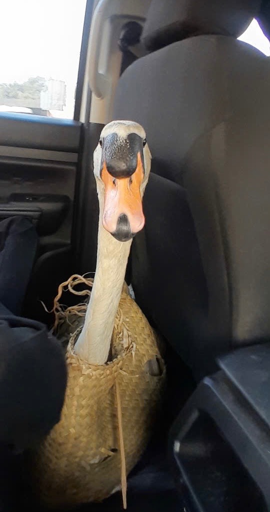 (Ảnh: Thảo Cầm Viên Sài Gòn)