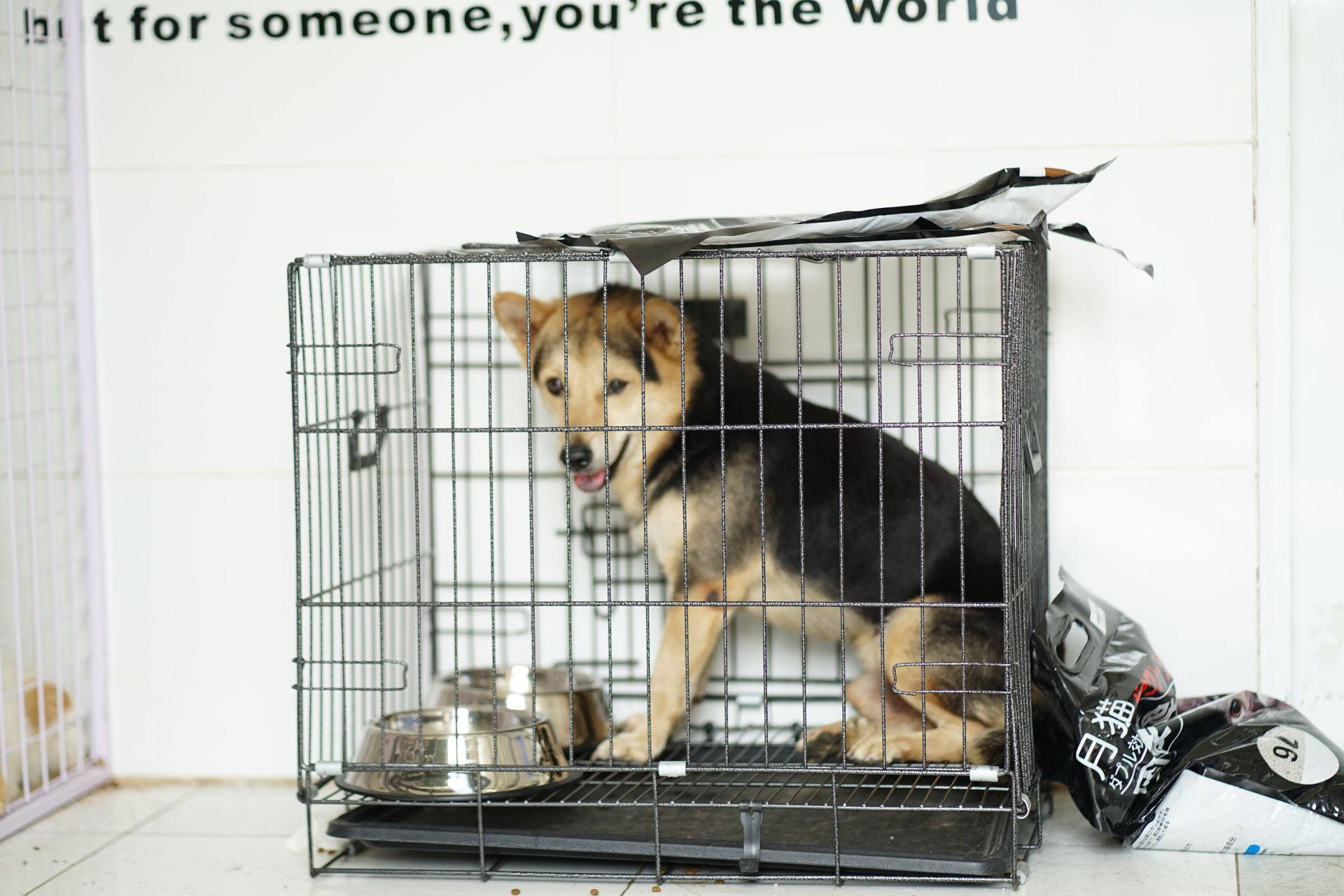 Theo ghi nhận tại hiện trường cùng ngày, vẫn còn 20 cá thể mèo và 3 cá thể chó đang được chăm sóc, chờ chủ đến nhận. Trong số này, có 3 cá thể mèo đang được theo dõi trực tiếp tại cơ sở thú y để đảm bảo an toàn sức khỏe