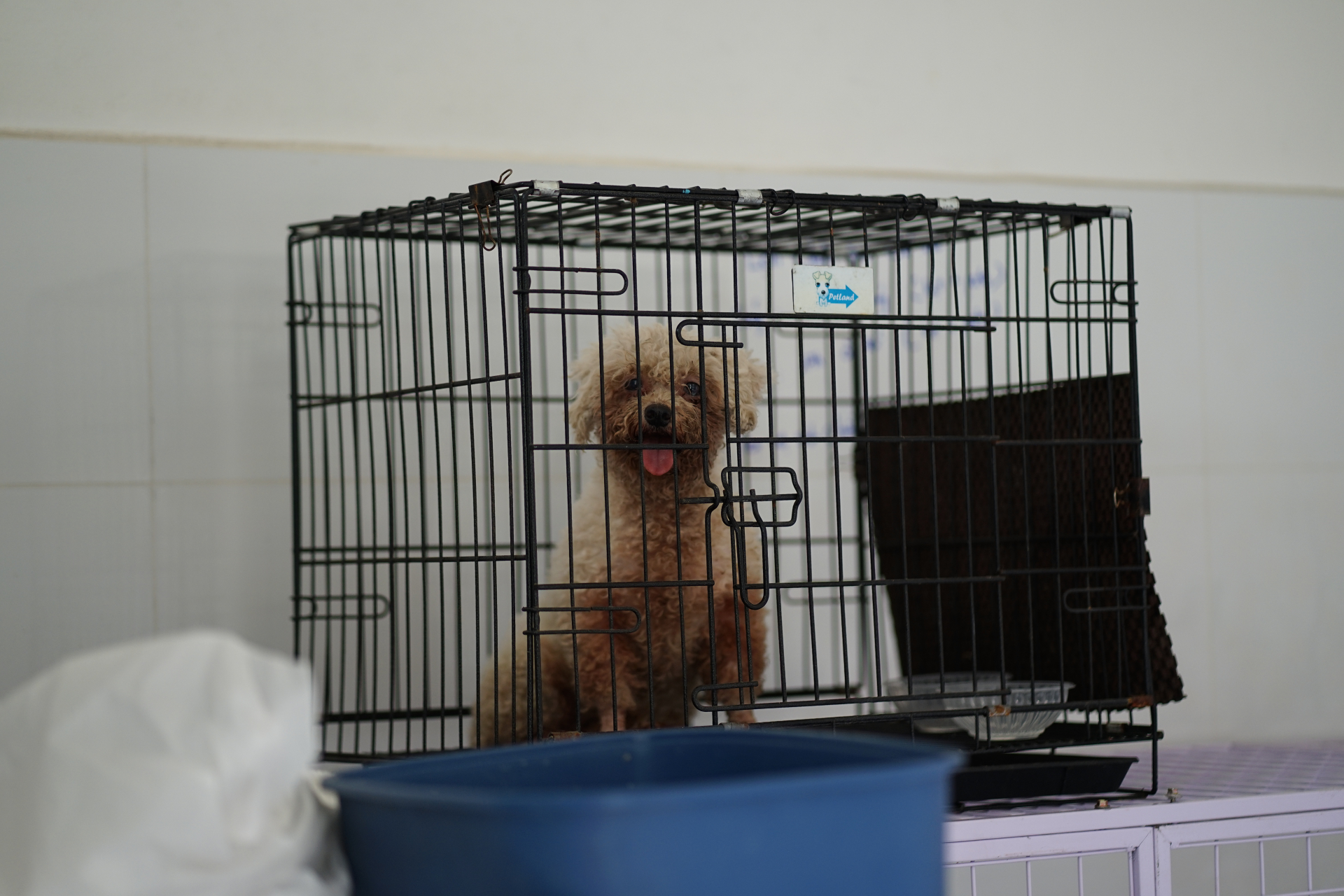   Hiện tình trạng sức khỏe của các cá thể này cơ bản ổn định và được chăm sóc theo quy định  