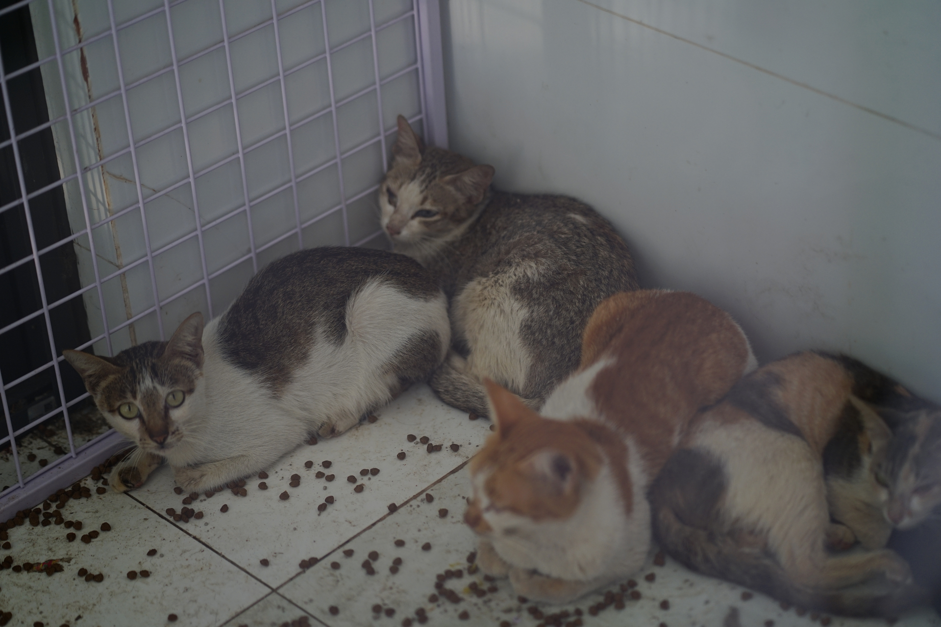 Các vật nuôi sau đó được đưa về chăm sóc, theo dõi sức khỏe theo đúng quy định 