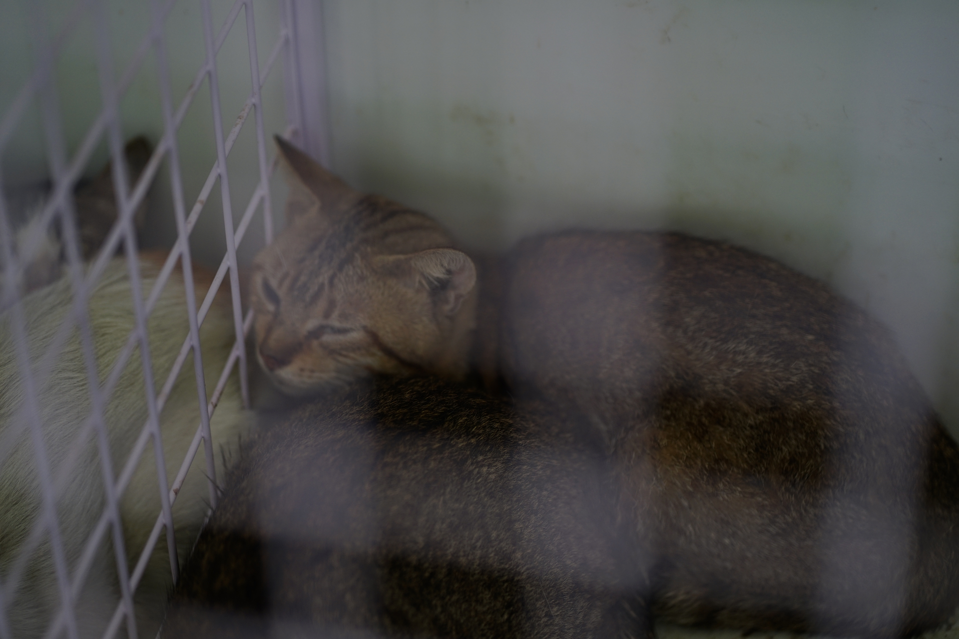   Trước đó, ngày 29/1, Công an phường Tân Hưng cho biết trong quá trình kiểm tra, xử lý một vụ việc trên địa bàn, lực lượng chức năng đã phát hiện và giải cứu 32 cá thể chó mèo  