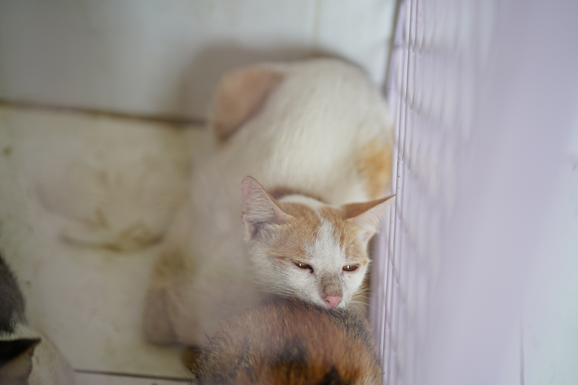   “Mình nuôi mèo thì mình biết tính của nó. Mình tiếp xúc với nó như thế nào thì mình kiểm chứng để biết có phải mèo của mình hay không”, anh nói.  