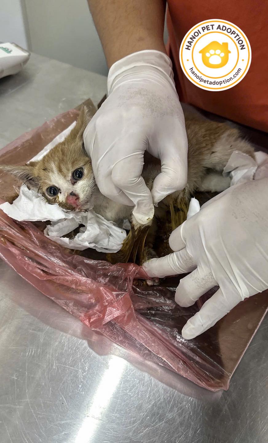 Nhiều chú chó mèo bị chủ bỏ rơi, đi lang thang gặp nguy hiểm, nhiễm bệnh,... Nguồn ảnh: Nhận Nuôi Thú Cưng - Hanoi Pet Adoptio