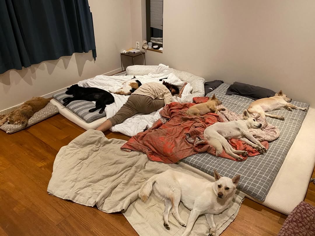 Việc đàn cún cưng gần chục con nằm ngủ cùng Lee Hyori và nhà cửa xuất hiện nhiều lông chó đã khiến nữ ca sĩ trở thành tâm điểm công kích mới đây. Ảnh: Naver