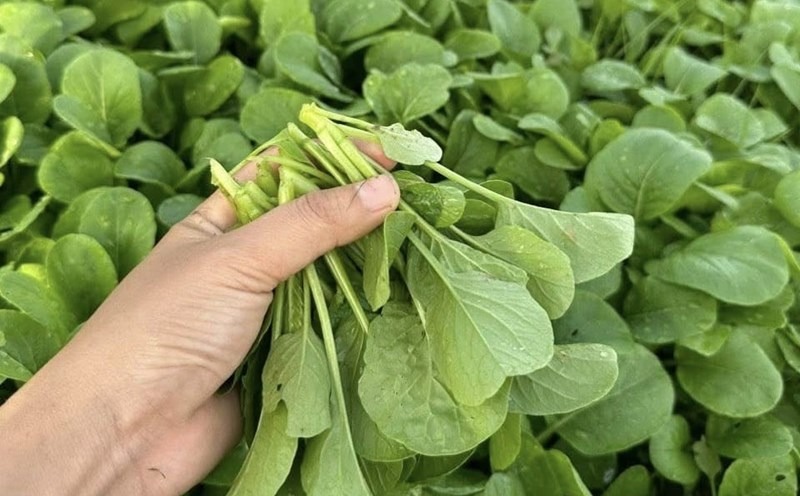 5 loại rau nên mua ngay lúc này: Giá rẻ, ít calo, chợ Việt nào cũng bán