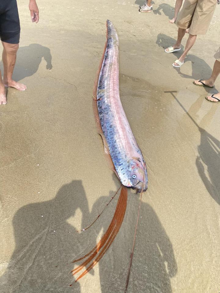 Hình ảnh con cá lạ được người dân chụp lại và chia sẻ lên mạng xã hội